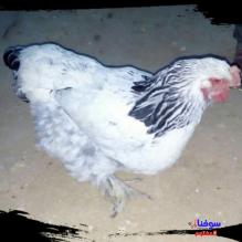 دجاج لون ثلجي مميز بيع وشراء الدجاج