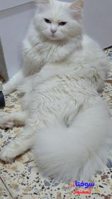 قطة للبيع مع دفتر لقاح السعر 100